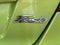 2011 Ford Fiesta SE